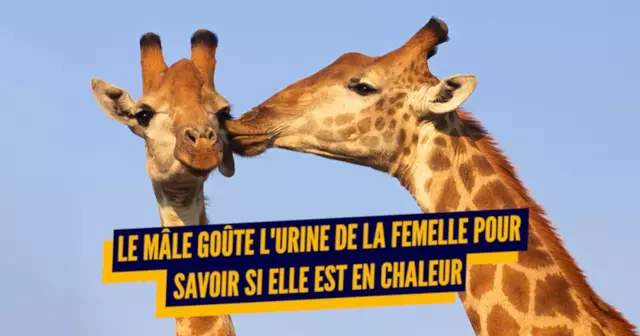 UNE_TOP_TRUCS_SAVOIR_GIRAFES