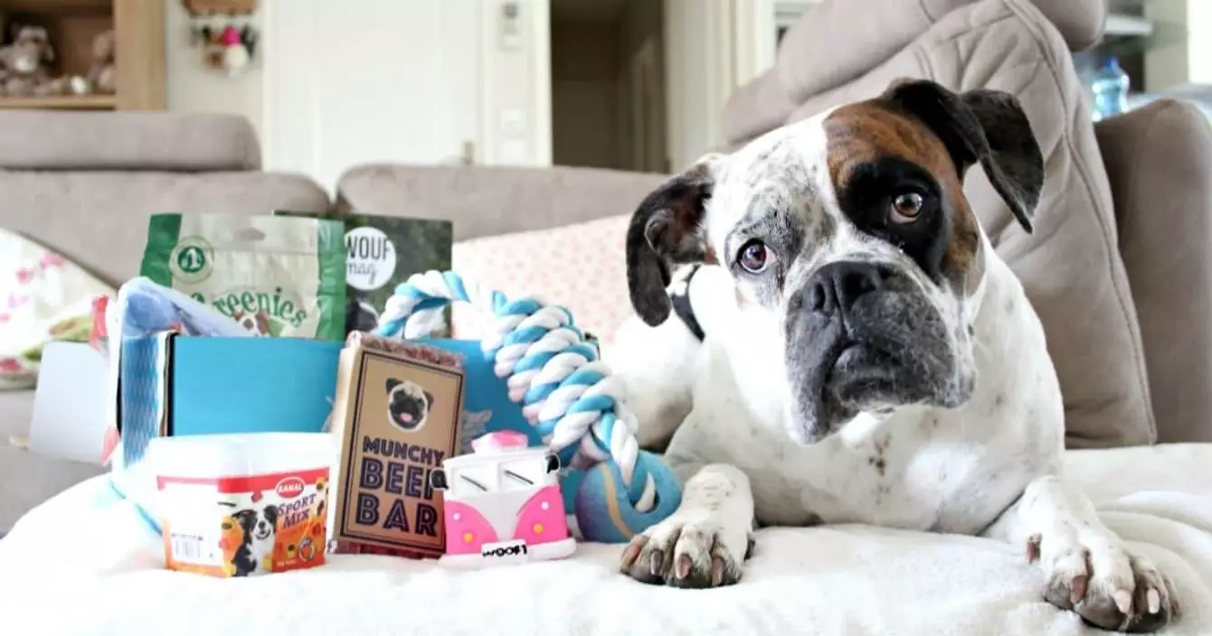 box-woof-box-miaou-box