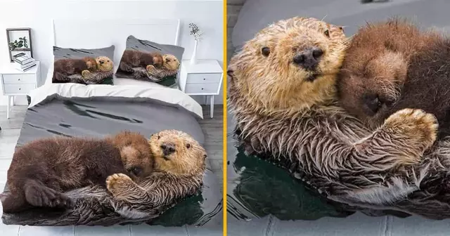 housse-couette-loutre