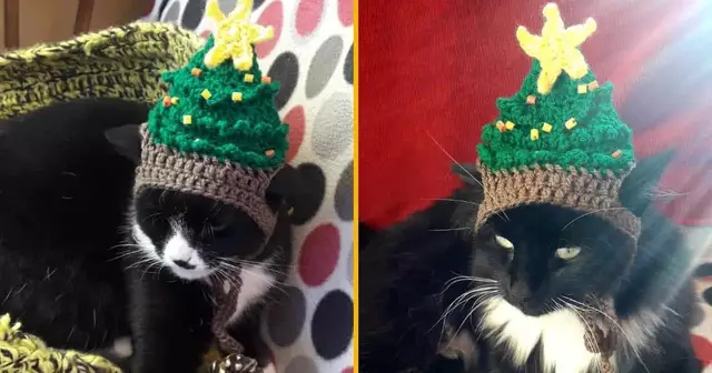 bonnet-sapin-noel-chat