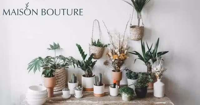 maison-bouture-e-shop-plantes