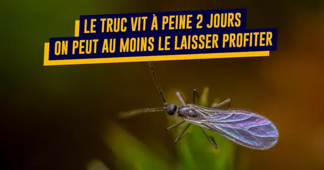 une-top-raisons-aimer-moustiques