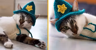 bonnet-nemo-chat