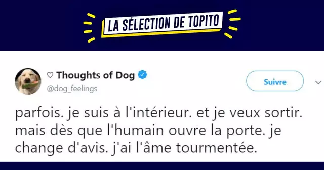une_thought_dogs