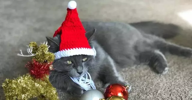 bonnet-pere-noel-pour-chat