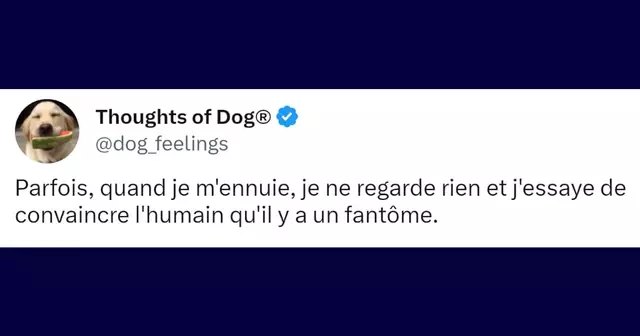 PenseesChiensTwitter