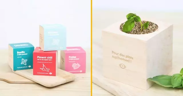 herbes-aromatiques-fruits-faire-pousser