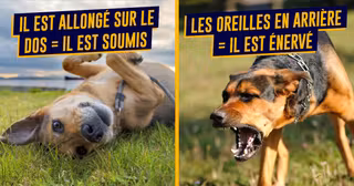top langage chien