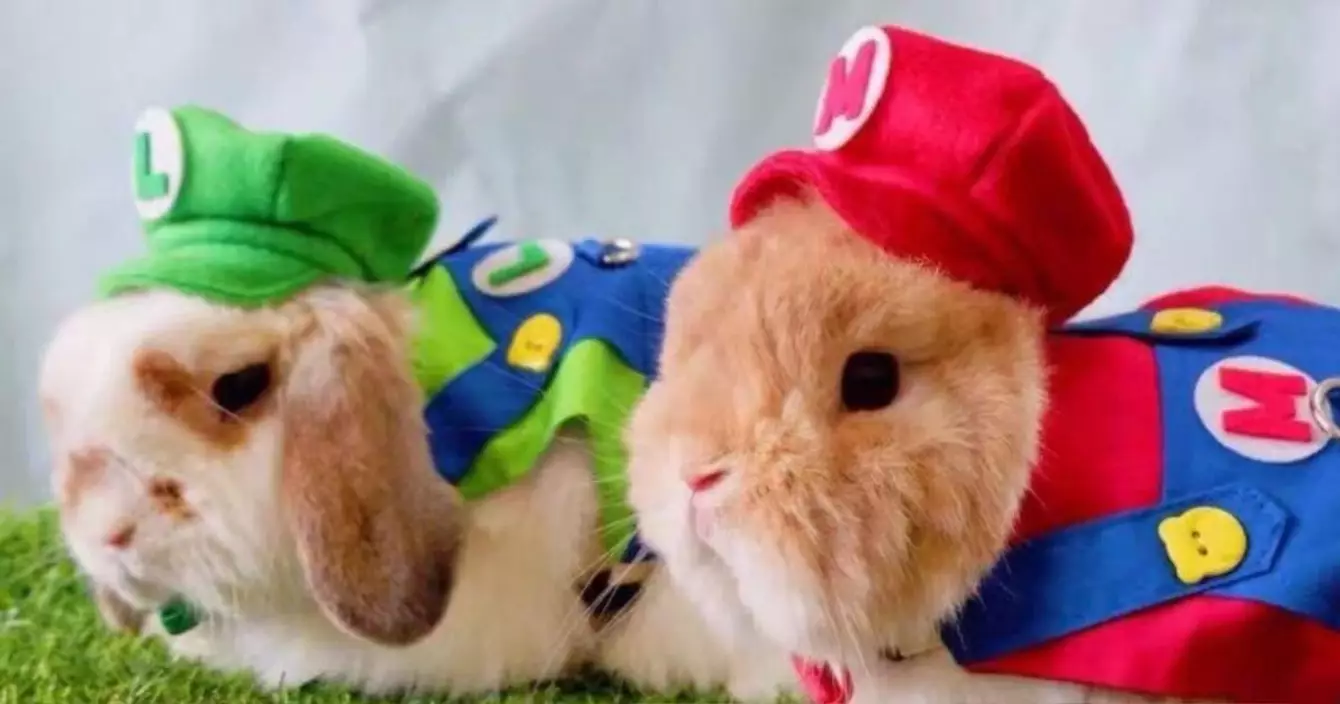 deguisement-luigi-mario-lapin