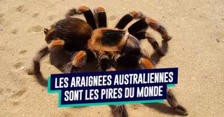 une_araignees_australie