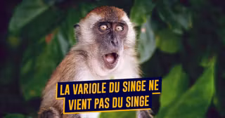 top variole du singe
