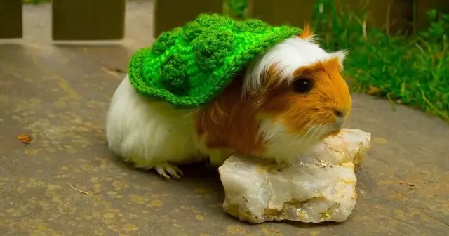 modele-crochet-tortue-cochon-dinde