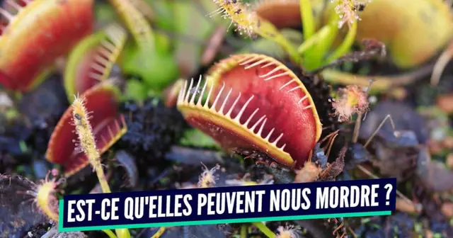 plante carnivore (1)