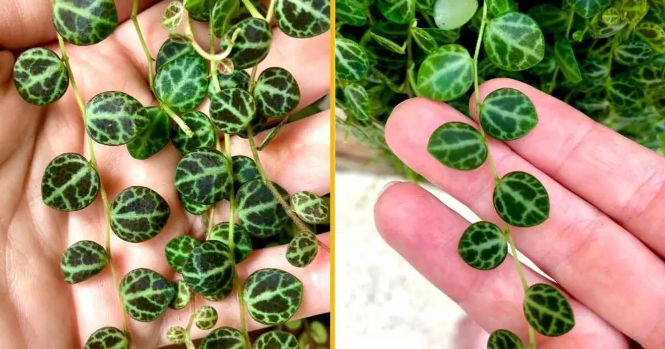 plante-ressemble-petites-tortues