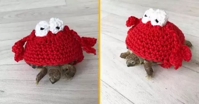 costume-crabe-tortue