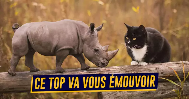 UNE_TOP_ANIMAUX_CHAT