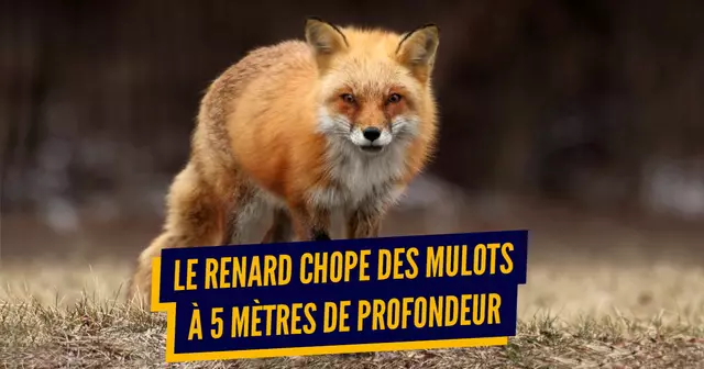 une_animaux_chasse