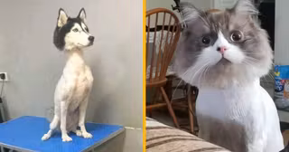 top animaux coiffeur