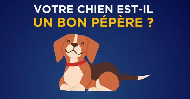 VIGNETTE_BON_TOUTOU0