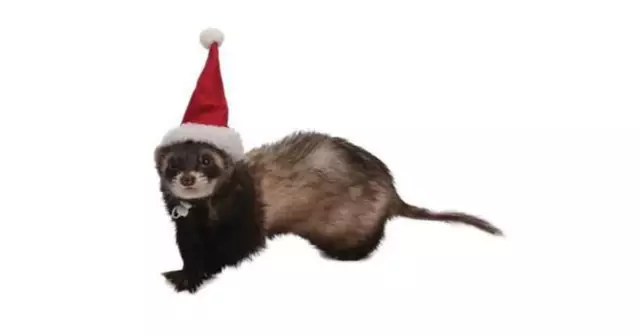 un-bonnet-de-pere-noel-pour-furet