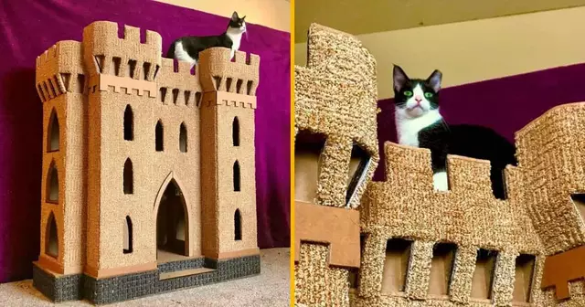 chateau-chat-roi-maison