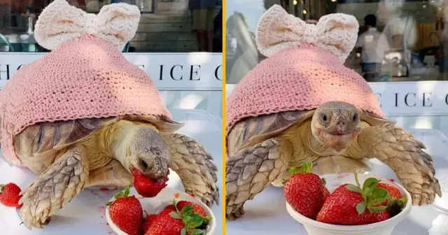 costume-tortue-rose-noeud