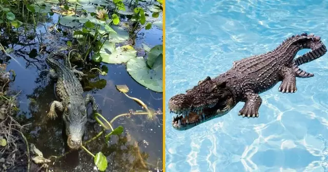 crocodile-piscine-eau
