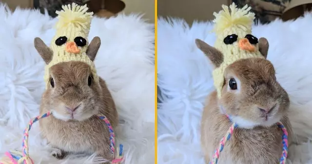 chapeau-poussin-lapin