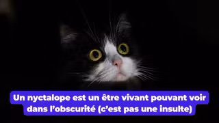 nyctalope