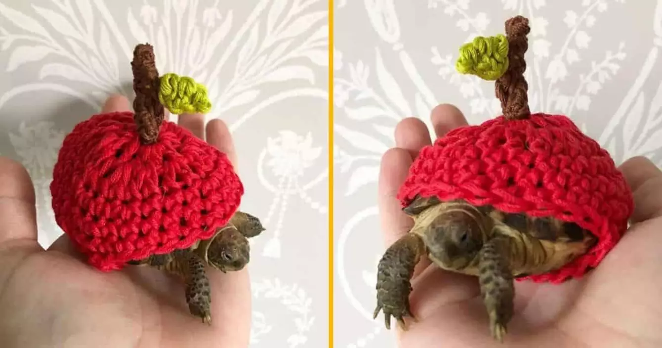 costume-costume-pomme