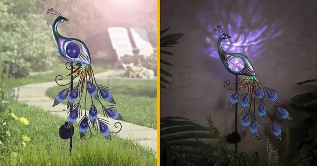 paon-lumineux-jardin