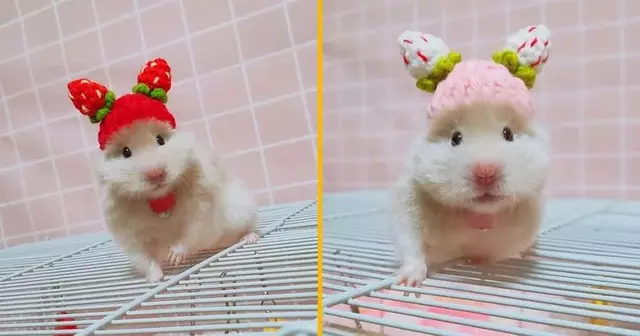 mini-chapeau-fraise-hamster