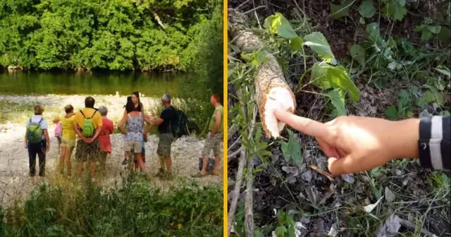 randonnee-recherche-castors-gard