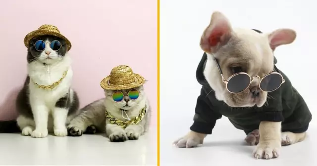 lunettes-soleil-pour-chien