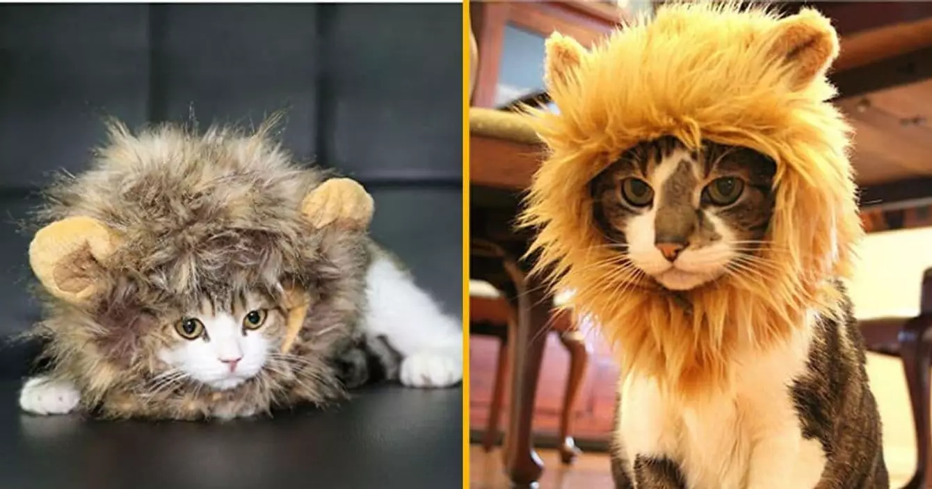 criniere-lion-chat