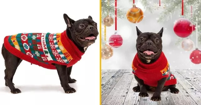 pull-noel-chien-motifs-colores