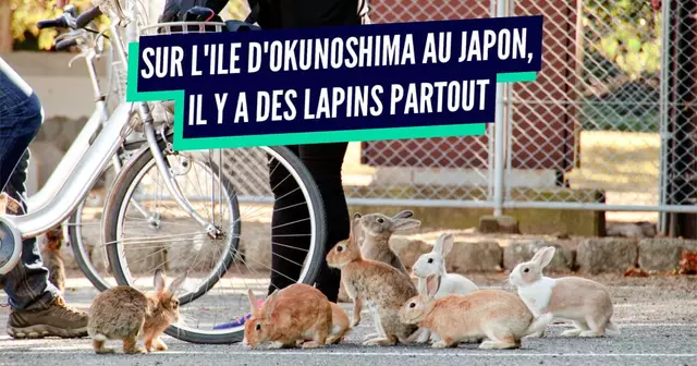 ILE LAPIN