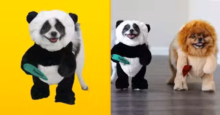 costume-panda-chien-pimper-medor