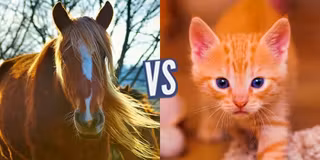 battle-336836-1416613906