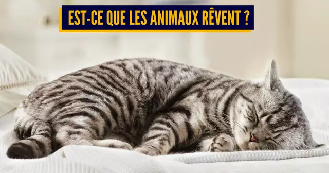 UNE-questions-rêves