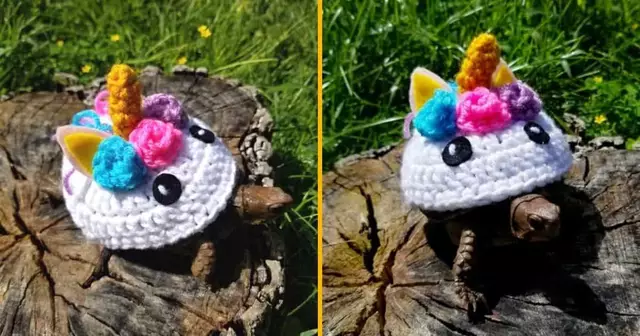 deguisement-licorne-tortue-couleur