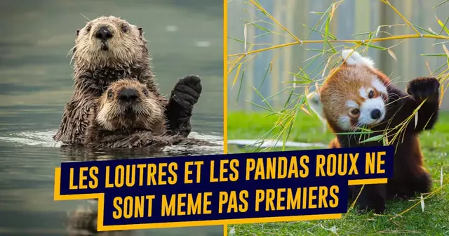 top animaux mignons