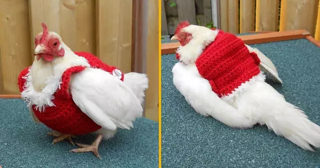 pull-noel-poule