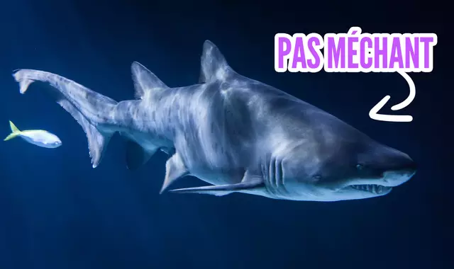 une_requin