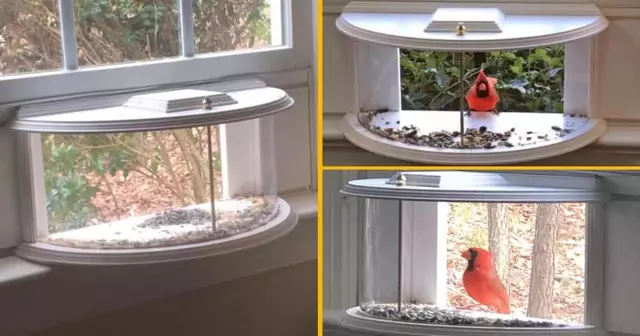 mangeoire-fenetre-oiseaux-viennent-prendre-petit-dej-salon
