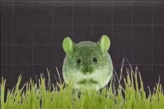 souris-verte-vignette