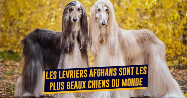 CHIENS