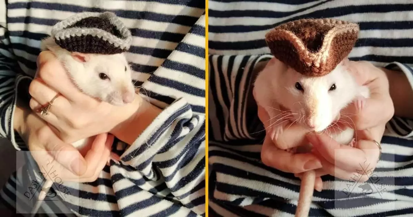 chapeau-pirate-hamster