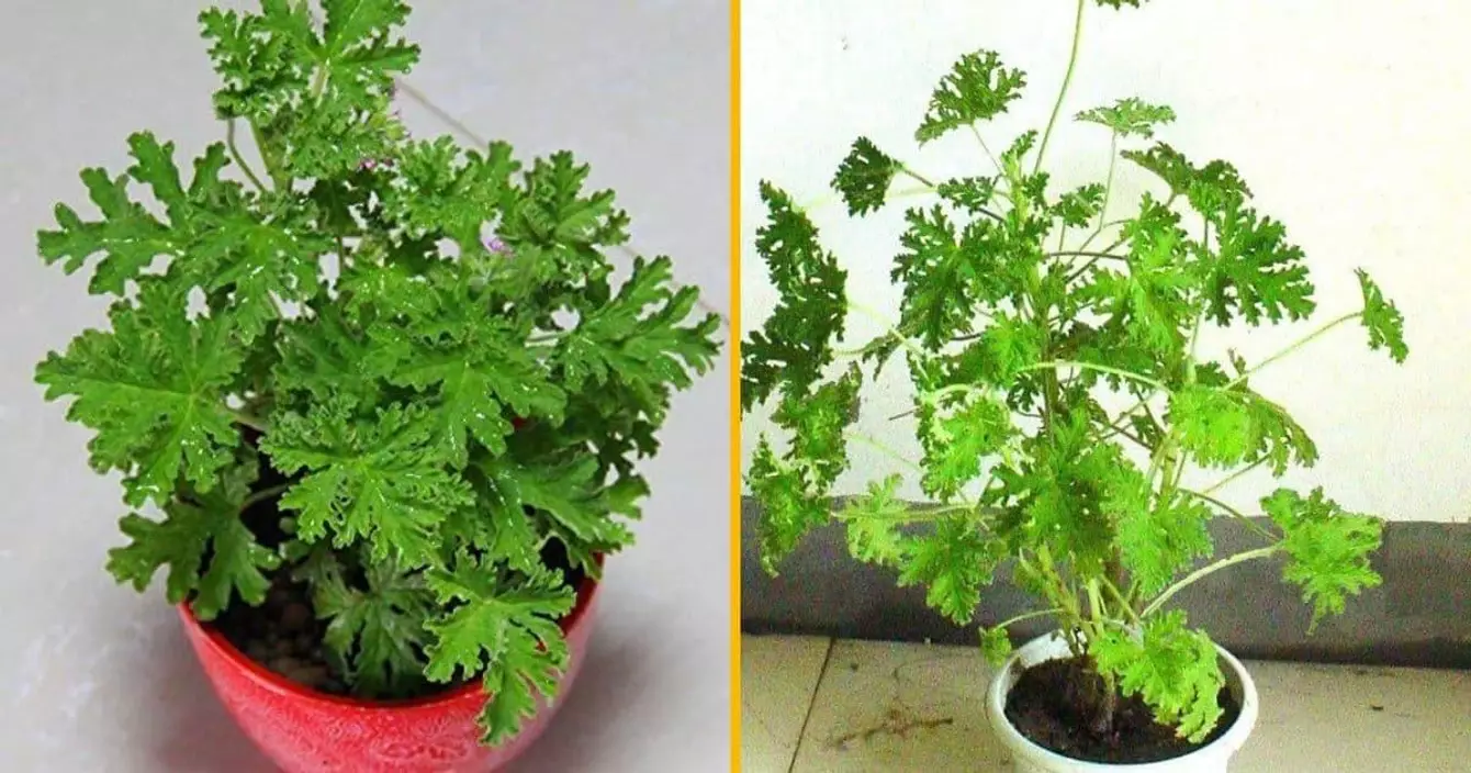 graines-mozzie-buster-plante-anti-moustiques