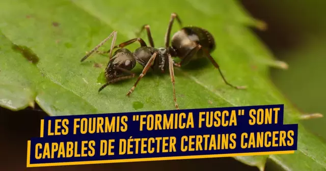 FOURMIS